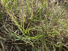Crotalaria chinensis
