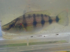 Hemichromis camerounensis