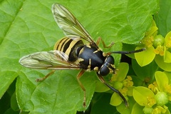 Temnostoma vespiforme