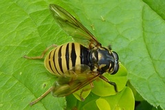 Temnostoma vespiforme