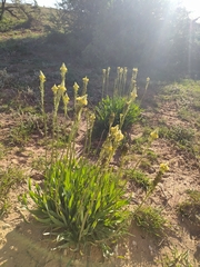 Bulbine narcissifolia