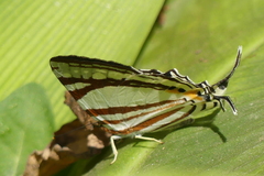 Dodona deodata