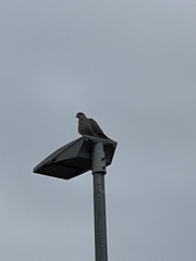 Streptopelia decaocto