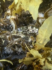 Chironemus marmoratus