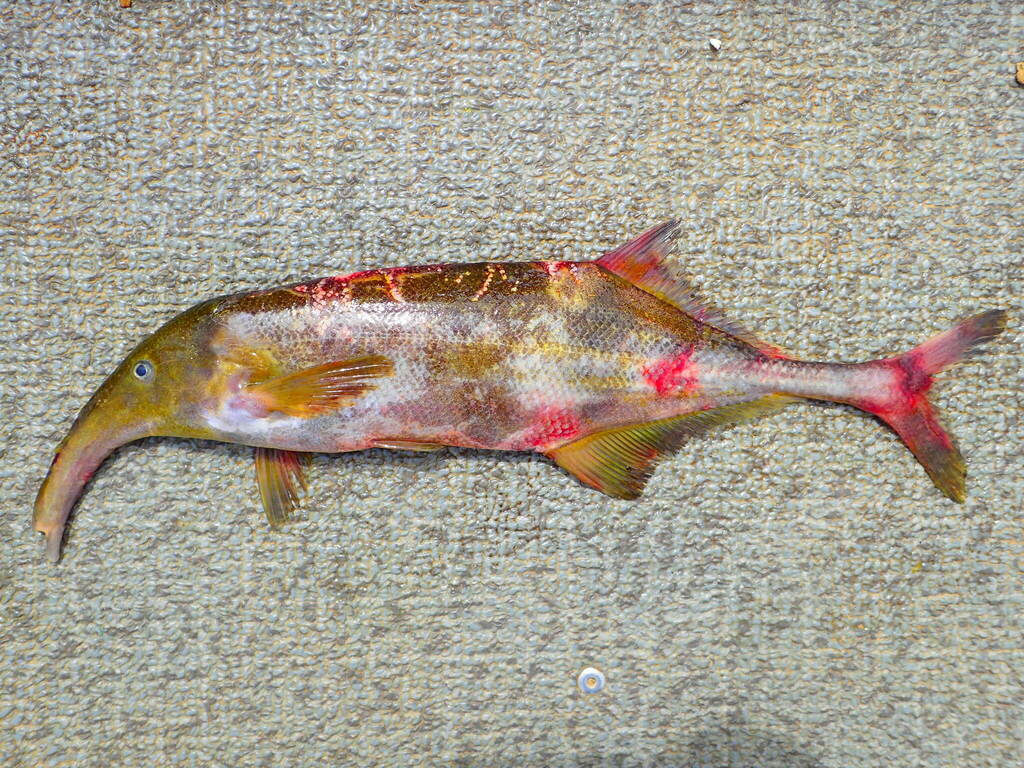 Sanaga elephantfish (Campylomormyrus phantasticus) — Mormyridae