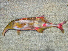 Campylomormyrus phantasticus