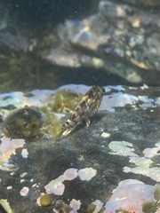 Chironemus marmoratus