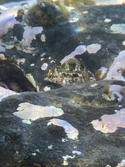 Chironemus marmoratus