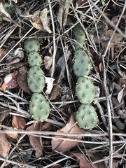 Opuntia drummondii
