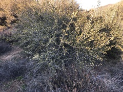 Cercocarpus betuloides