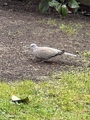 Streptopelia decaocto
