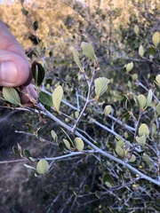 Cercocarpus betuloides