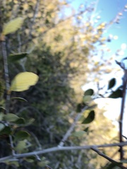 Cercocarpus betuloides