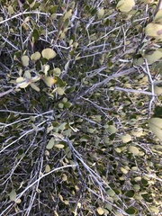 Cercocarpus betuloides