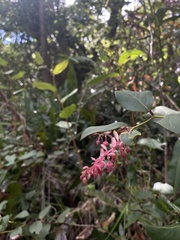 Gaultheria erecta