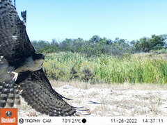 Accipiter melanoleucus