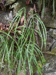 Pteris longipinna