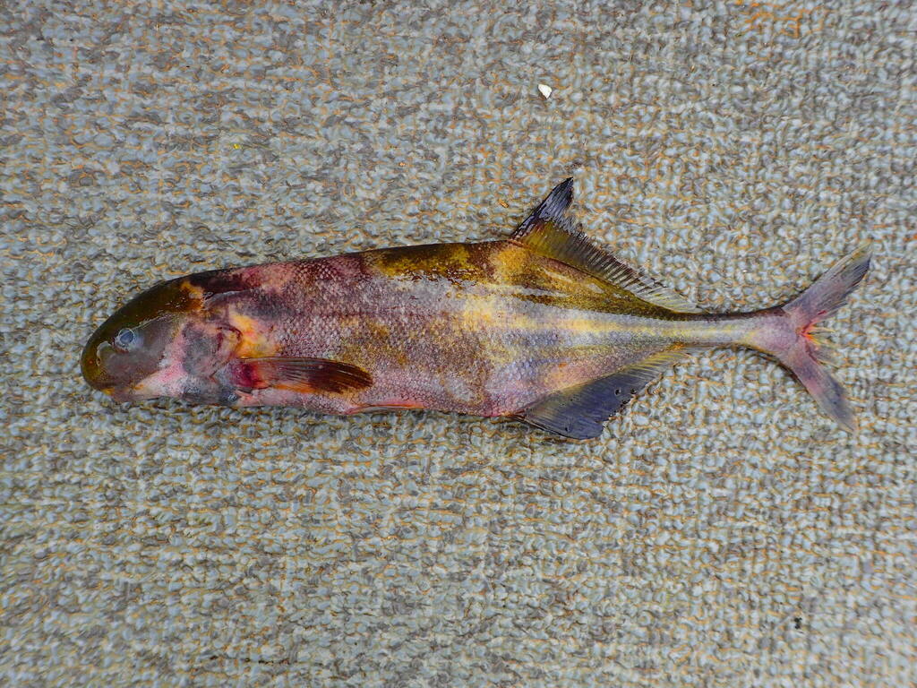 Castor elephantfish (Hippopotamyrus castor) — Mormyridae