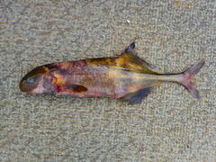 Hippopotamyrus castor