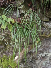 Pteris longipinna
