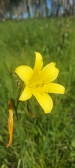 Hemerocallis minor