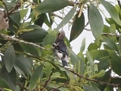 Agropsar philippensis