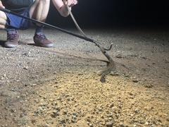 Pseudechis australis