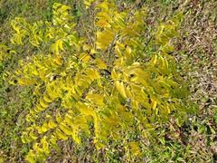 Diospyros kotoensis