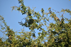 Cassiculus melanicterus