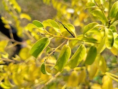 Diospyros kotoensis