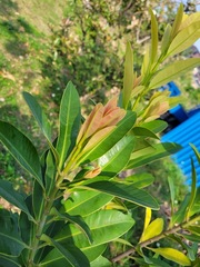 Calophyllum blancoi