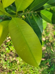 Calophyllum blancoi