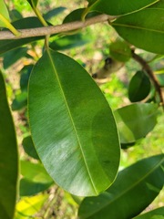 Calophyllum blancoi