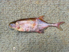 Marcusenius sanagaensis
