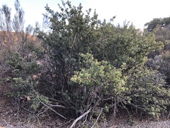 Ceanothus verrucosus