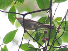 Phylloscopus plumbeitarsus