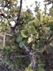 Ceanothus verrucosus
