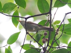 Phylloscopus plumbeitarsus