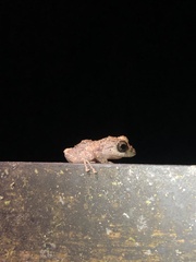 Pristimantis altamazonicus