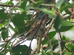 Phylloscopus plumbeitarsus