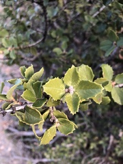 Ceanothus verrucosus