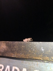 Pristimantis altamazonicus