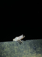 Pristimantis altamazonicus