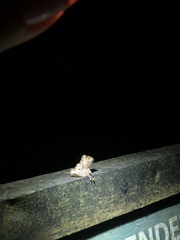 Pristimantis altamazonicus