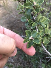 Ceanothus verrucosus