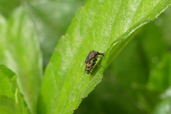 Stomorhina discolor