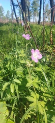 Geranium wlassovianum