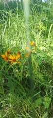 Tephroseris porphyrantha