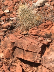 Echinocereus engelmannii fasciculatus