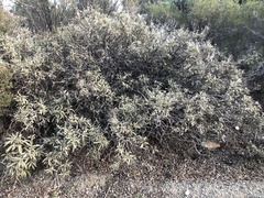 Eriodictyon trichocalyx